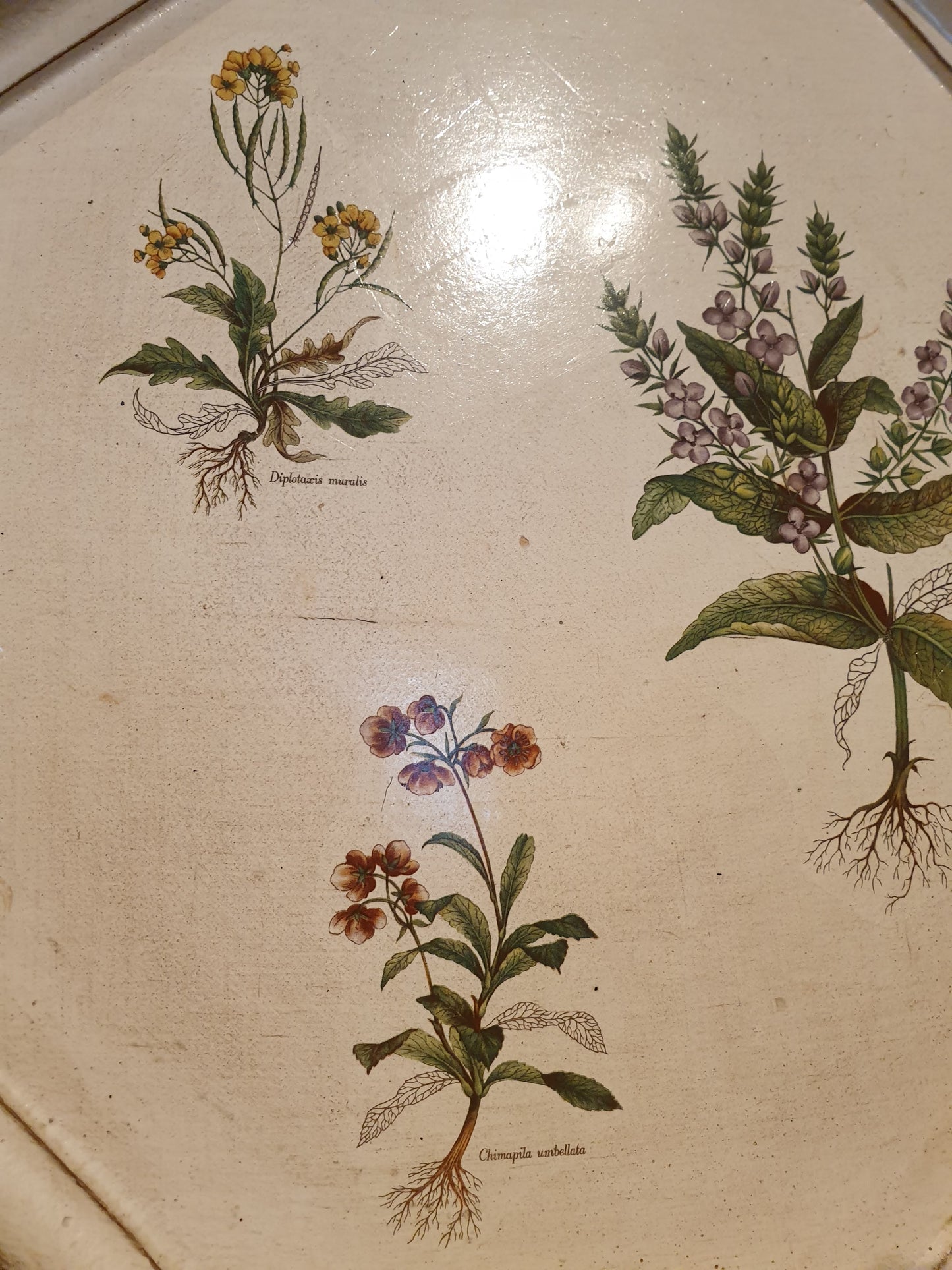 Vintage florentine botanical tray